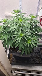 Growreport Bild 31