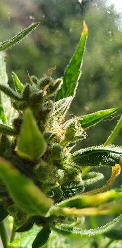 Growreport Bild 5