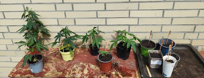 Growreport Bild 15