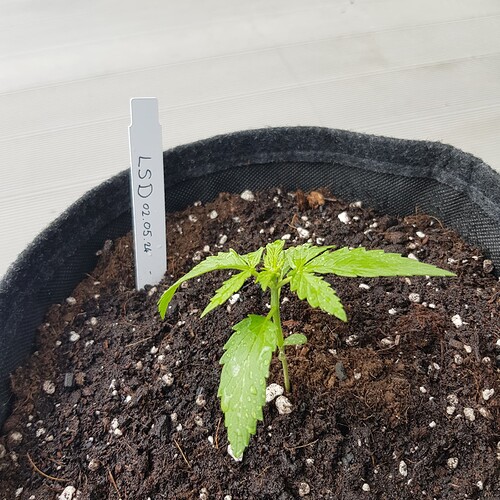 Growreport Bild 3