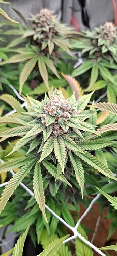 Growreport Bild 9