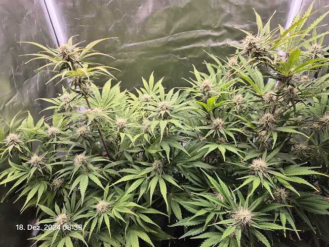 Growreport Bild 6