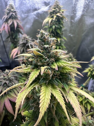 Growreport Bild 4