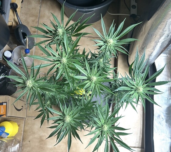 Growreport Bild 6
