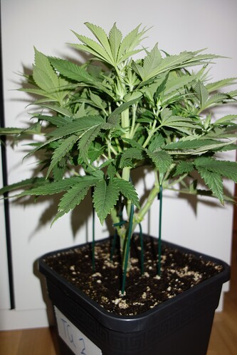 Growreport Bild 11