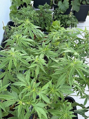 Growreport Bild 3