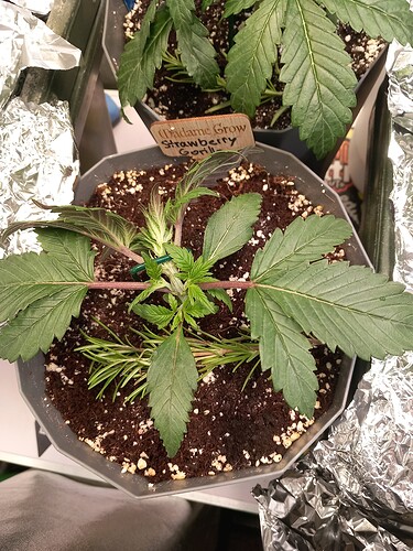 Growreport Bild 2