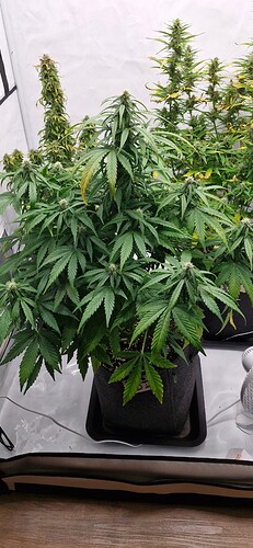 Growreport Bild 29
