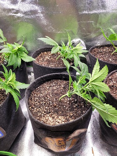 Growreport Bild 18