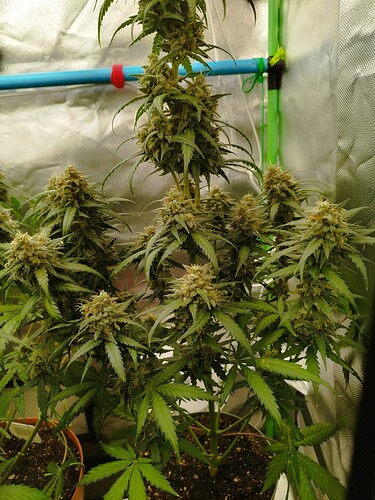 Eine blühende Cannabispflanze mit mehreren dichten Blütenständen, die in einem Zelt wächst.