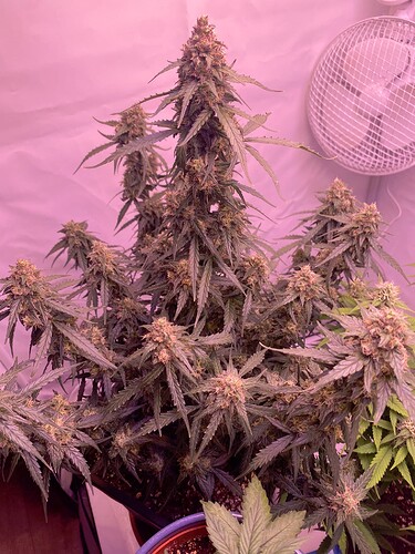 Growreport Bild 8