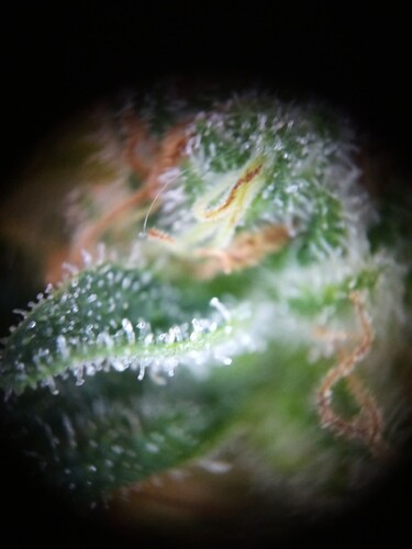 Growreport Bild 32