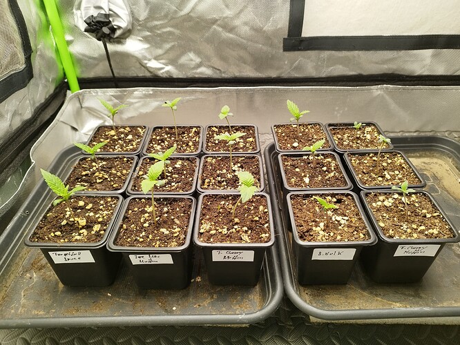 Growreport Bild 15