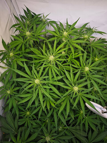 Growreport Bild 37