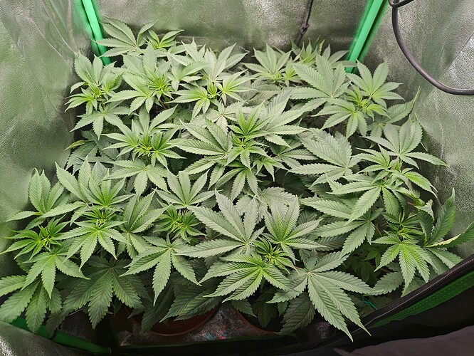 Growreport Bild 2