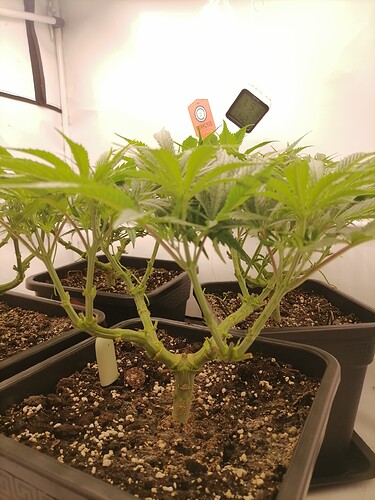 Growreport Bild 36