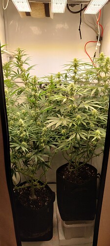 Growreport Bild 1