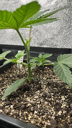 Growreport Bild 9