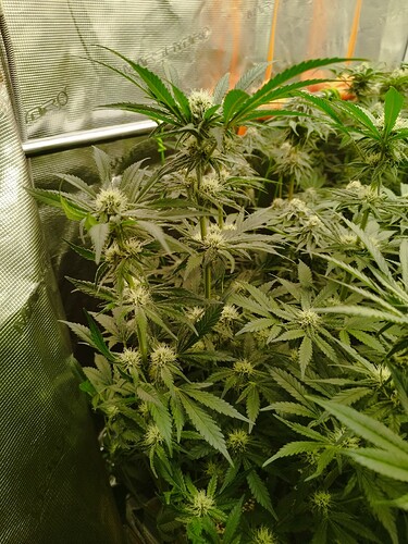 Growreport Bild 9