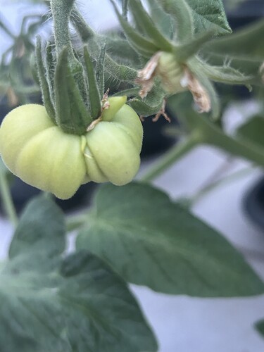 Growreport Bild 51