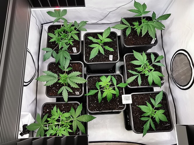 Growreport Bild 5