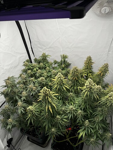 Growreport Bild 1