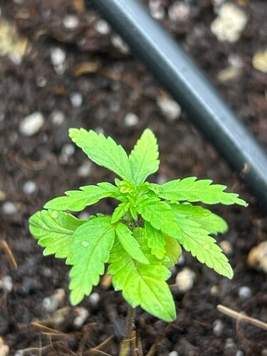 Growreport Bild 6