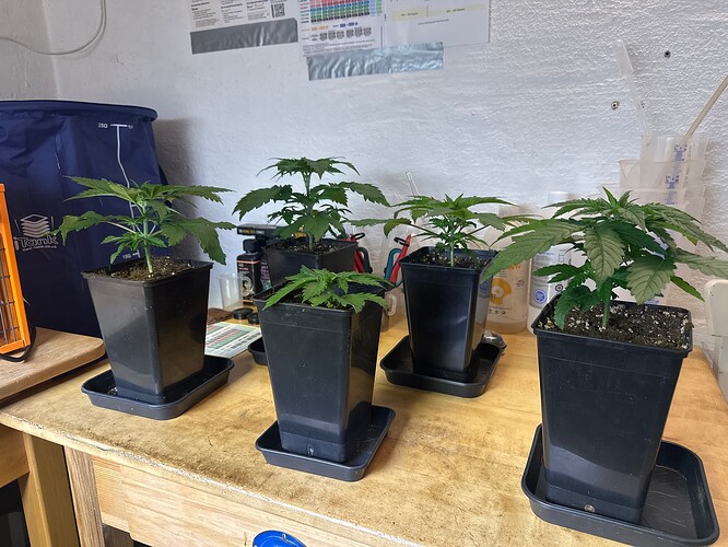 Growreport Bild 4
