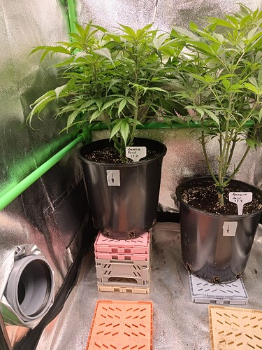 Growreport Bild 3