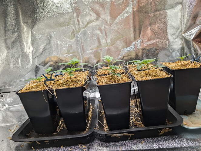 PXL_20240710_135355735