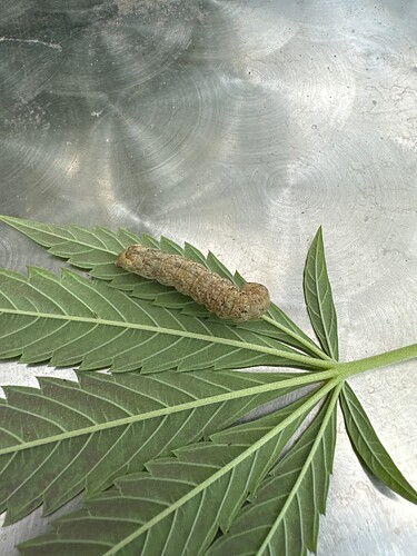 Growreport Bild 8
