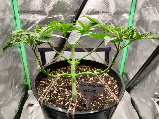 Growreport Bild 13
