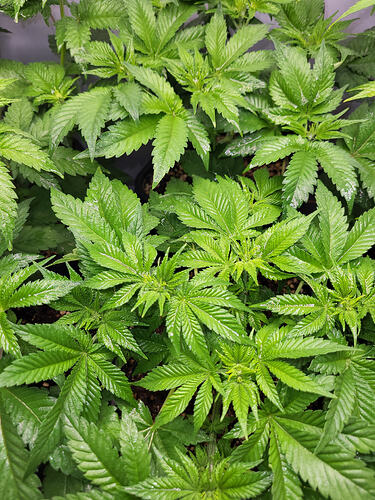 Growreport Bild 2