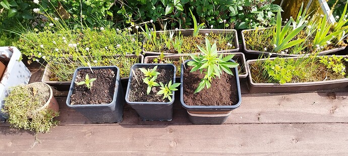 Growreport Bild 33