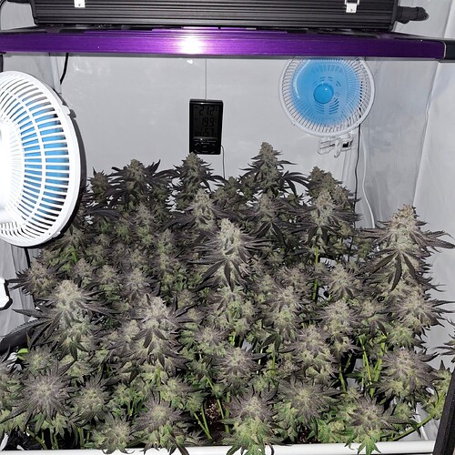 Growreport Bild 37