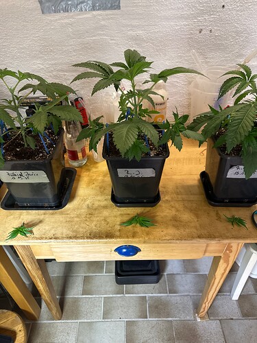 Growreport Bild 94