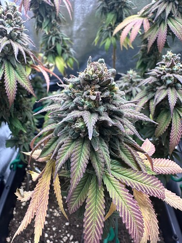 Growreport Bild 7