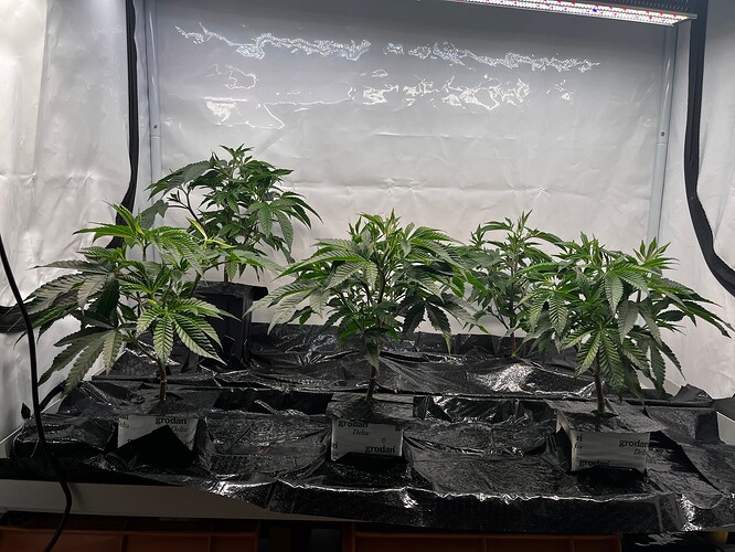 Growreport Bild 25
