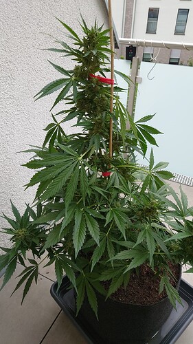 Growreport Bild 24