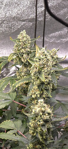 Growreport Bild 6
