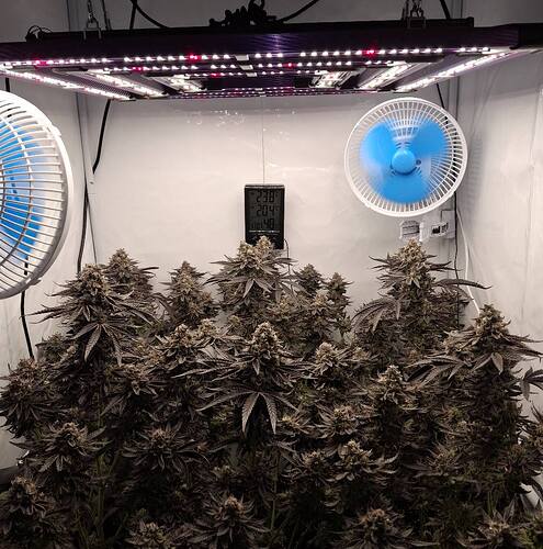 Growreport Bild 4