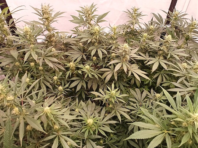 Growreport Bild 20