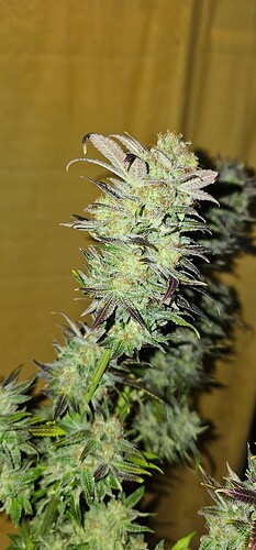 Growreport Bild 67