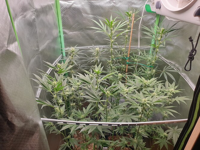 Growreport Bild 2