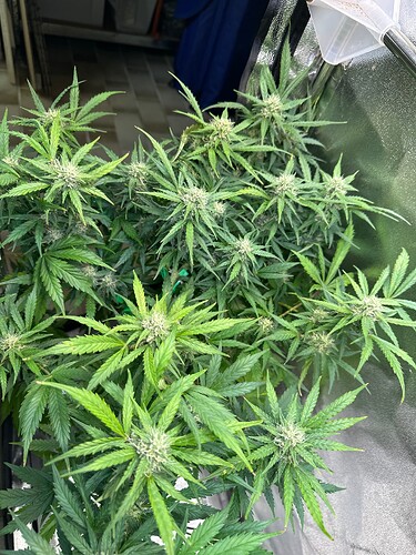 Growreport Bild 69