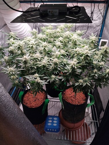 IMG_20250207_204944 - Kopie