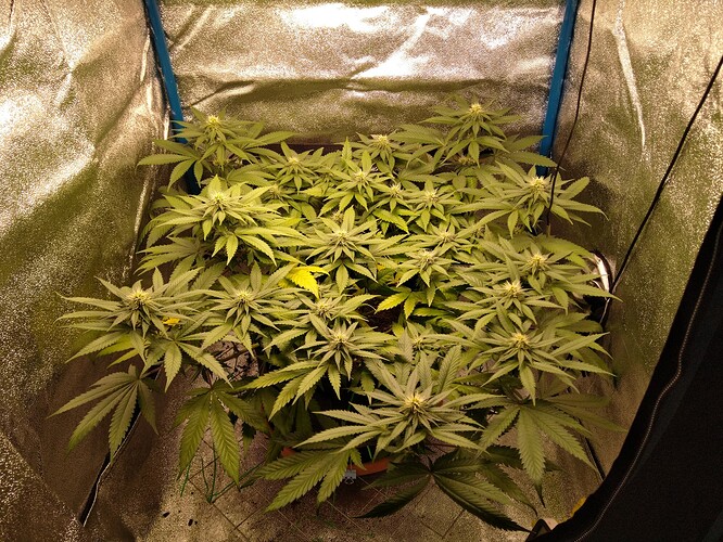 Growreport Bild 6