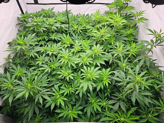 Growreport Bild 3