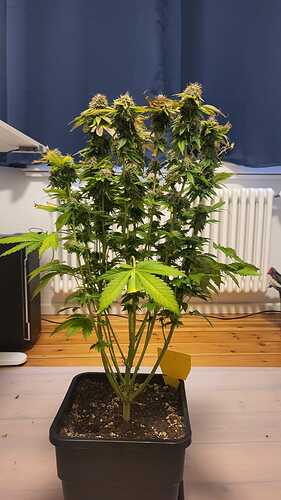 Growreport Bild 12