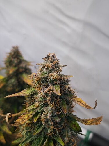 MVIMG_20251202_164146